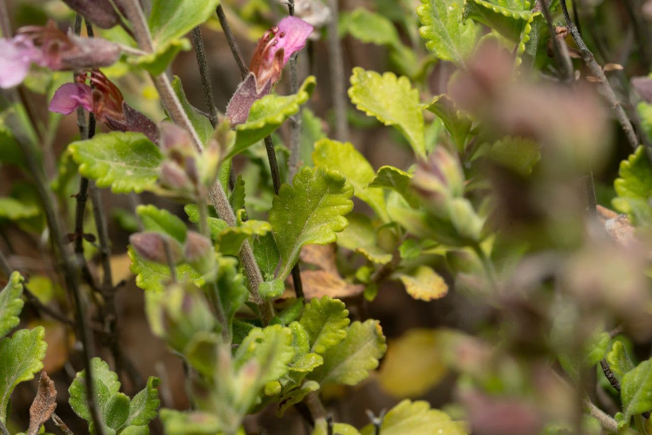 Teucrium 7