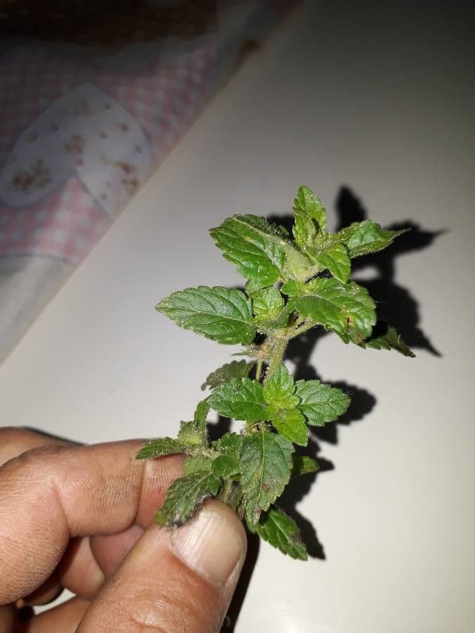 Marsypianthes 14