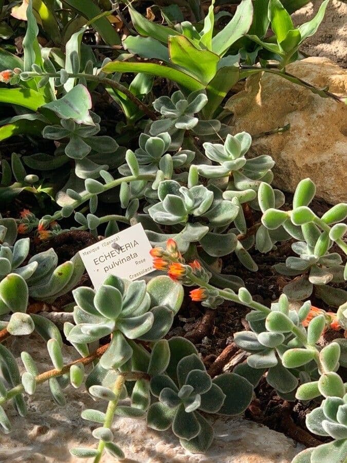 Echeveria 6