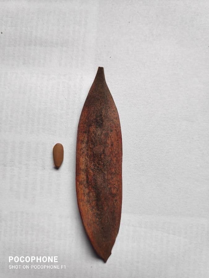 Peltophorum dubium 3