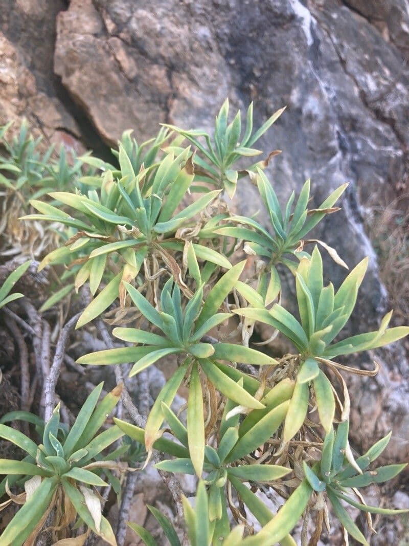 Garofano 12