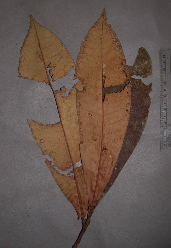 Ardisia 20