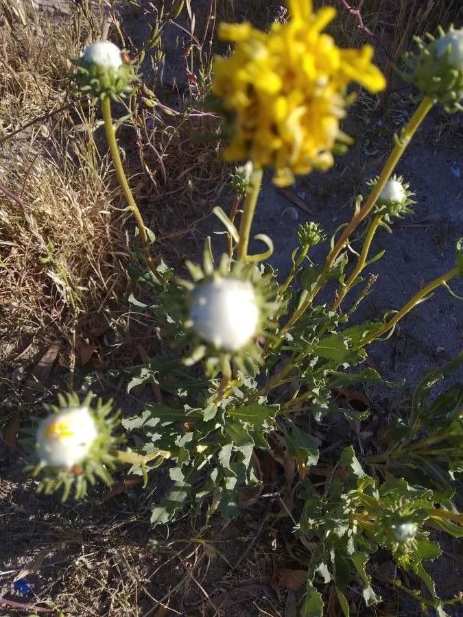 Grindelia chiloensis 8