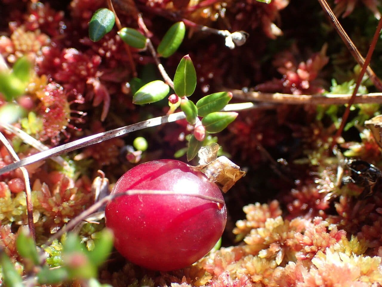 Vaccinium microcarpum 2