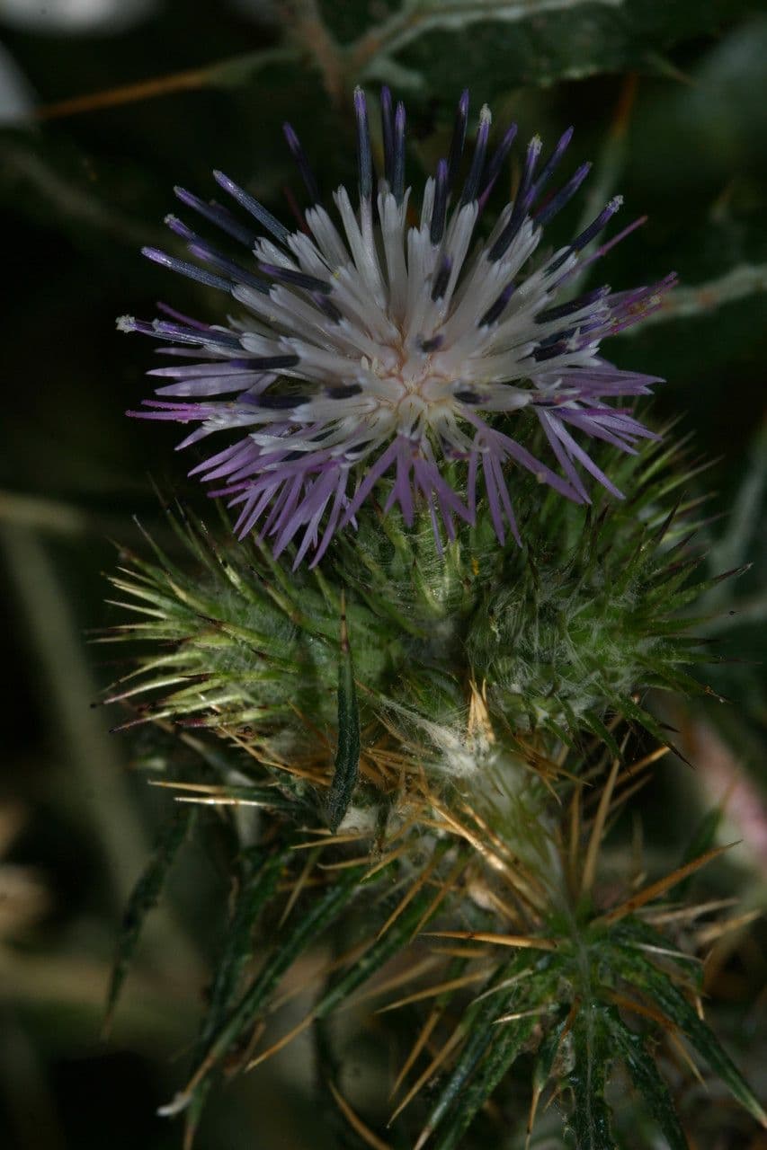 Galactites