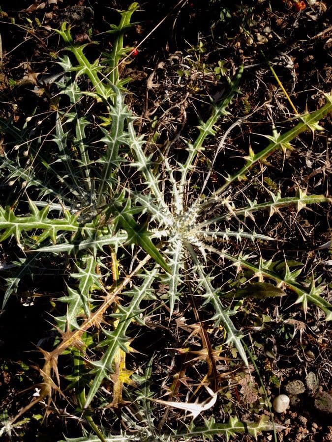 Ptilostemon casabonae 19