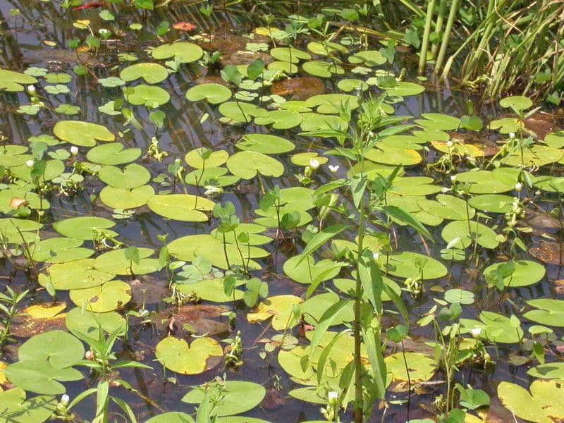 Sphenoclea 16
