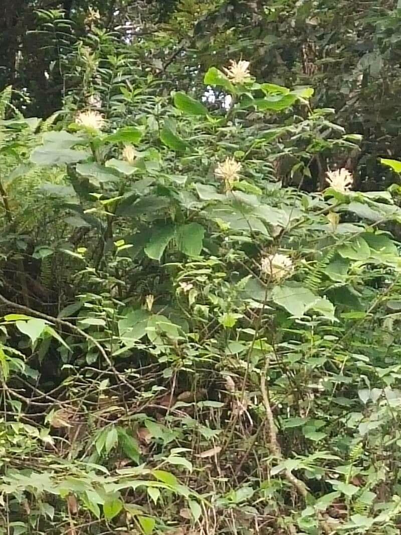 Hedychium 4
