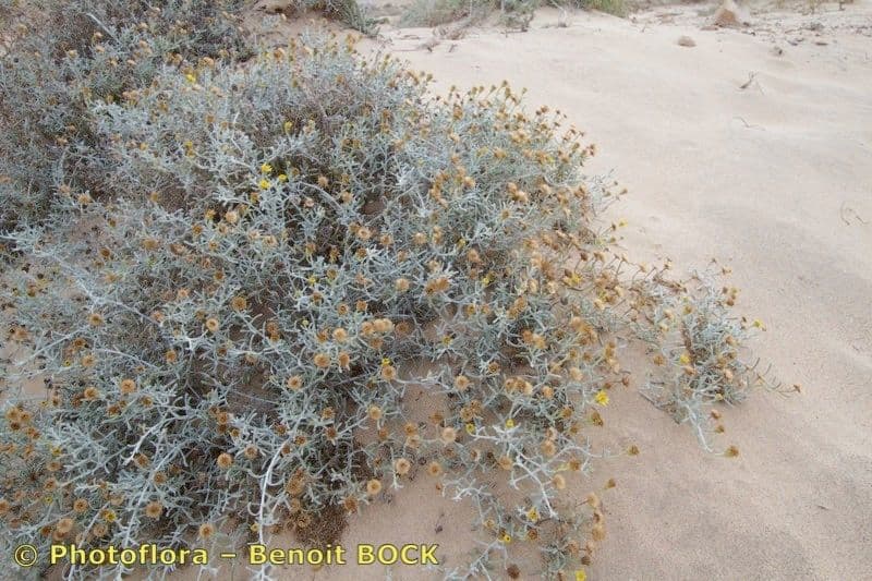 Pulicaria 8