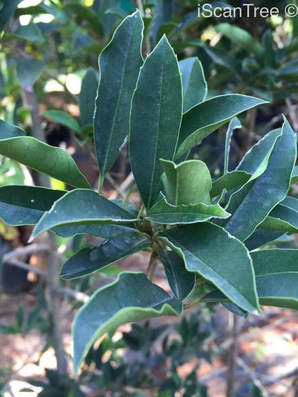 Ilex mitis 5