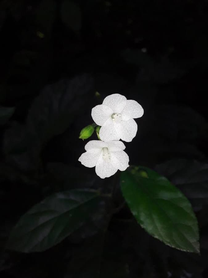 Pavonia di Schiede 8