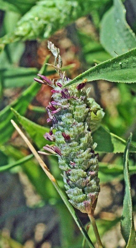 Neostapfia 6