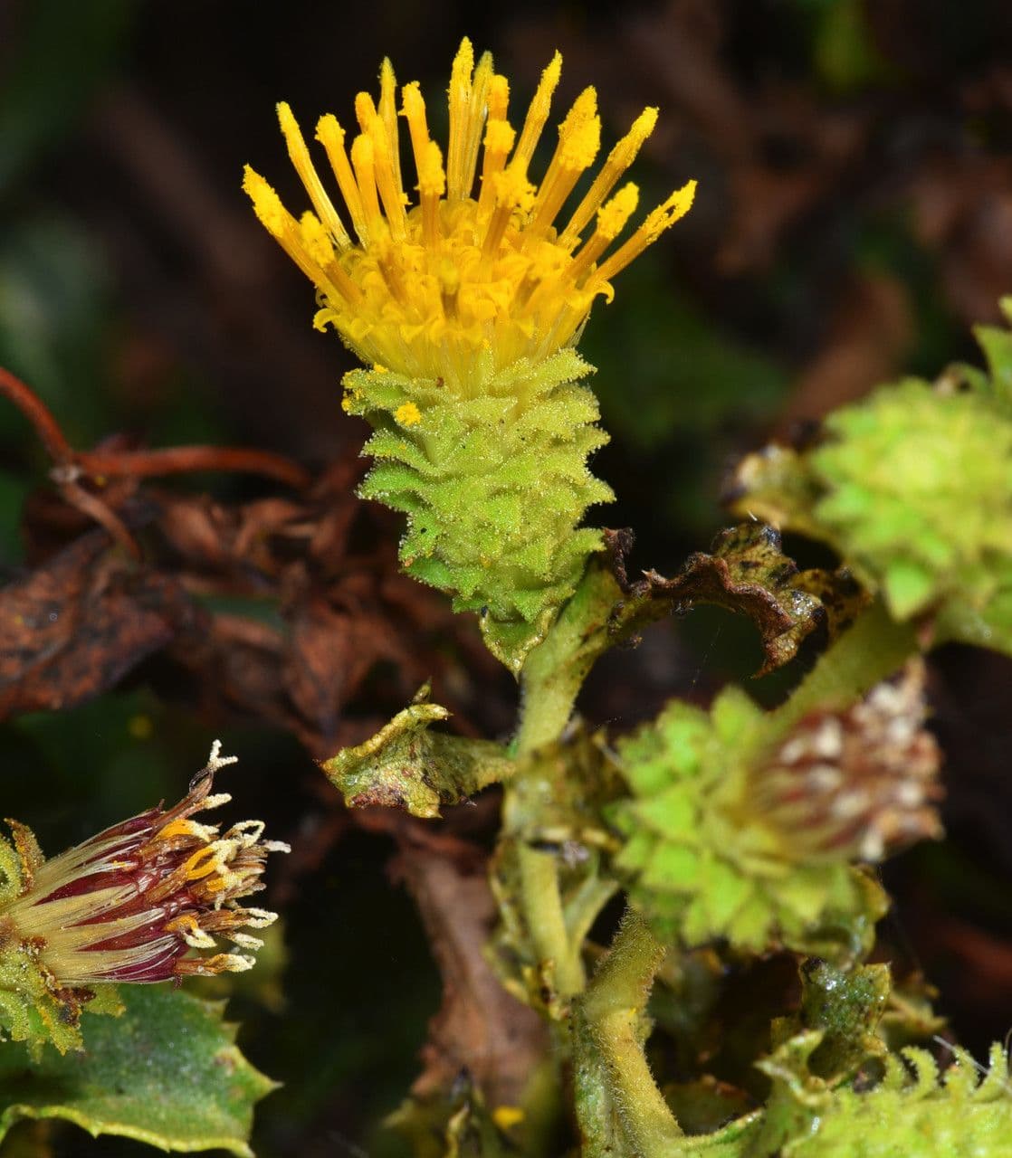 Hazardia dentata 4