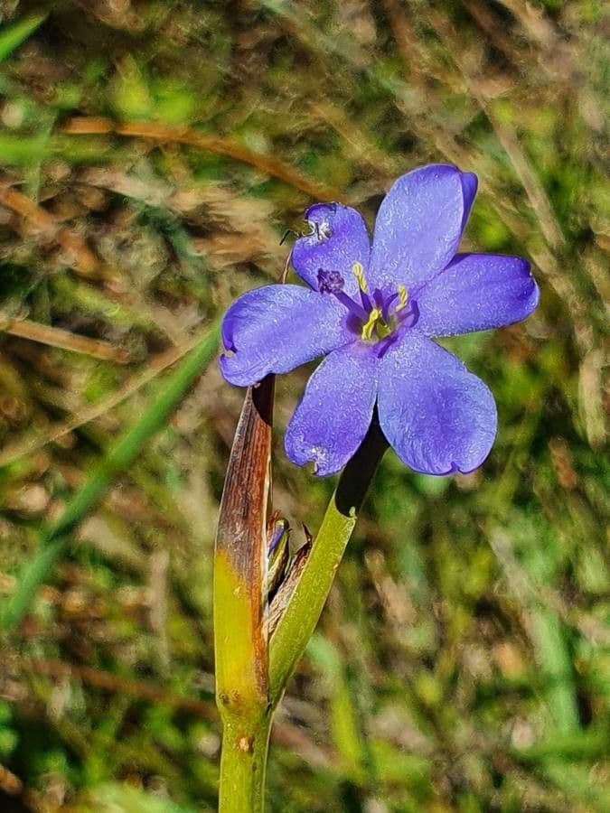 Aristea
