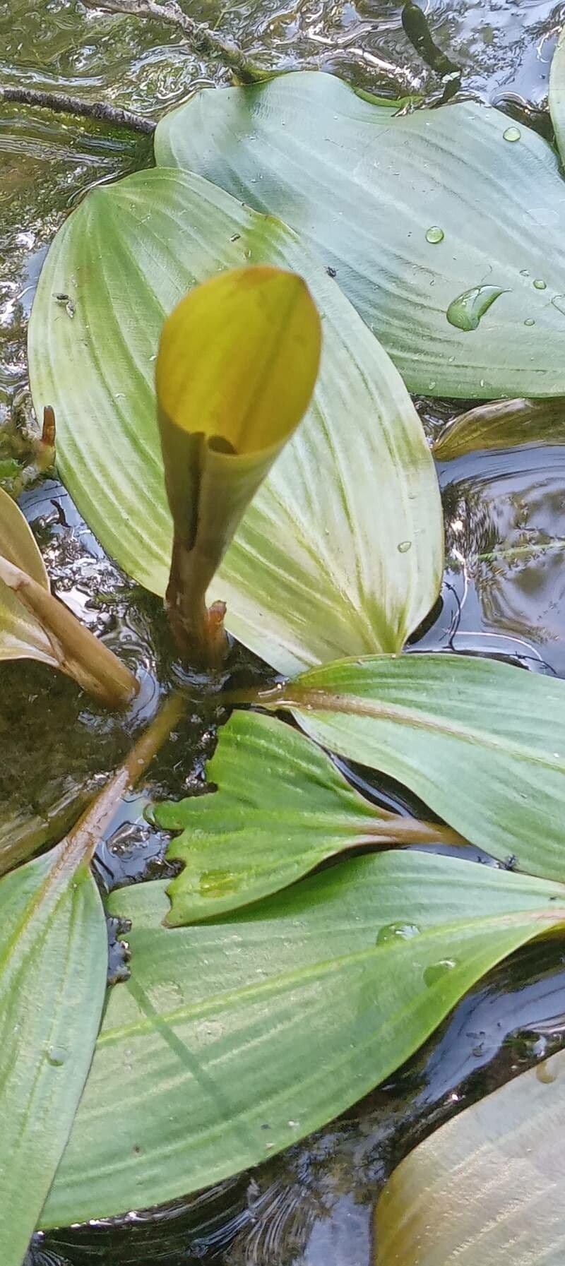Potamogeto natante 13