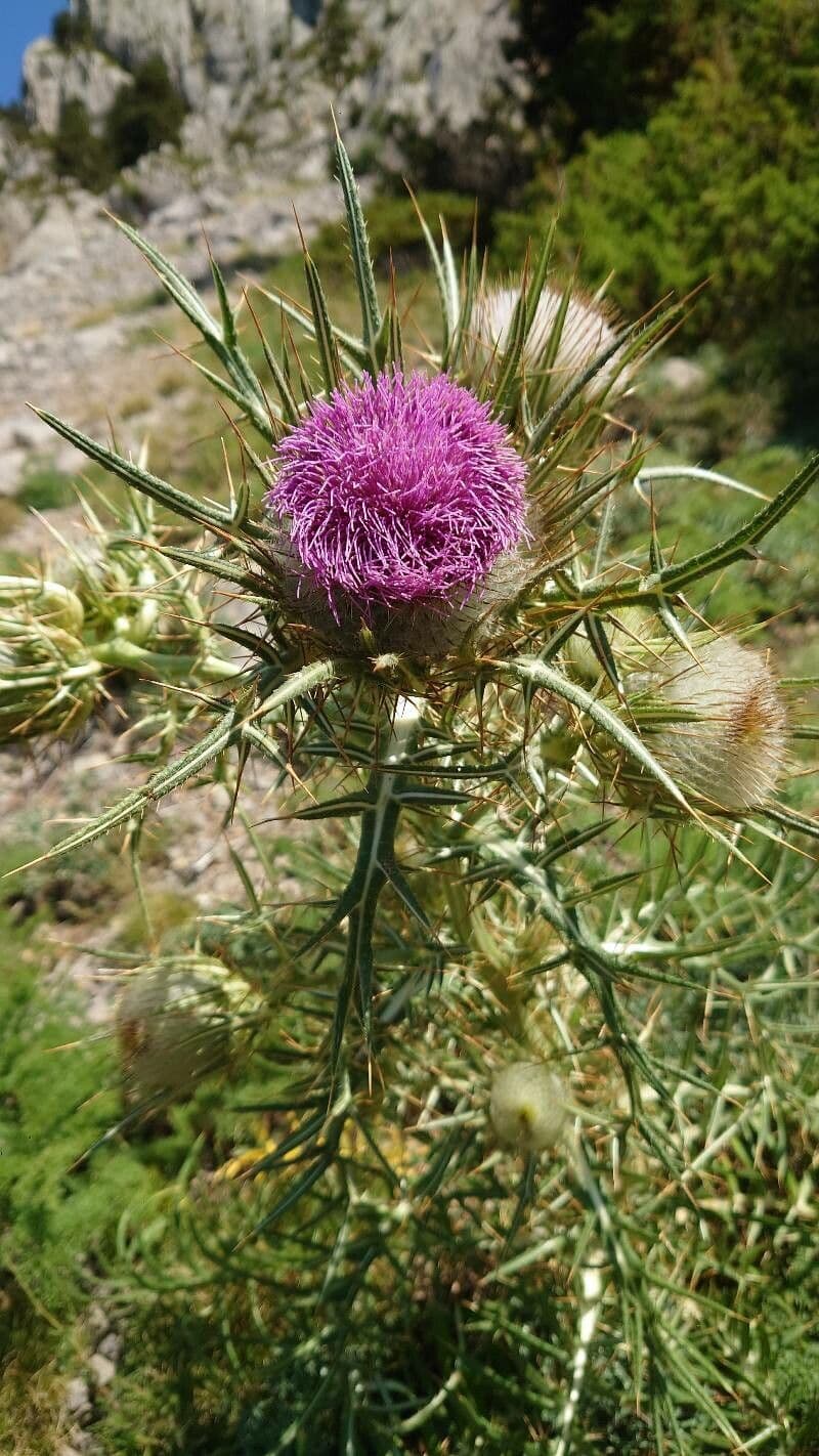 Cardo feroce 19