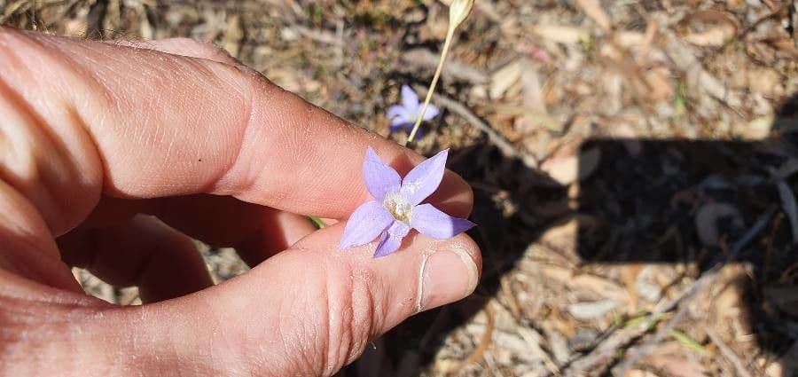 Wahlenbergia stricta 5