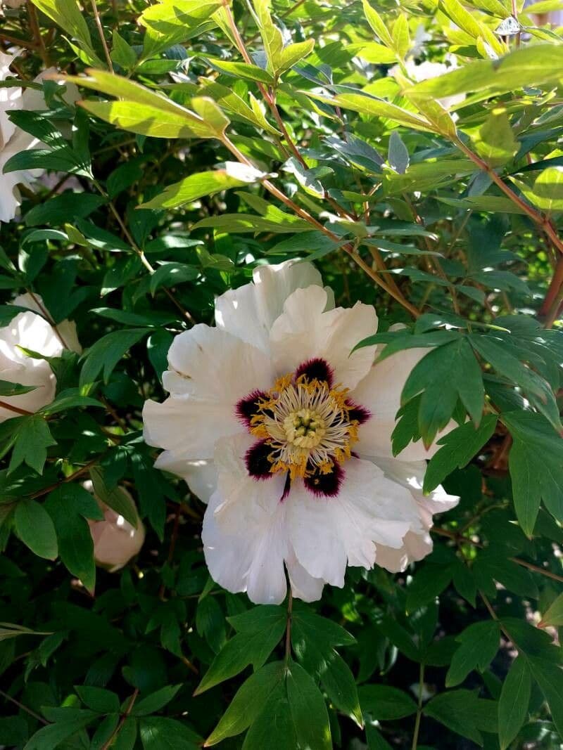 Peonia 3