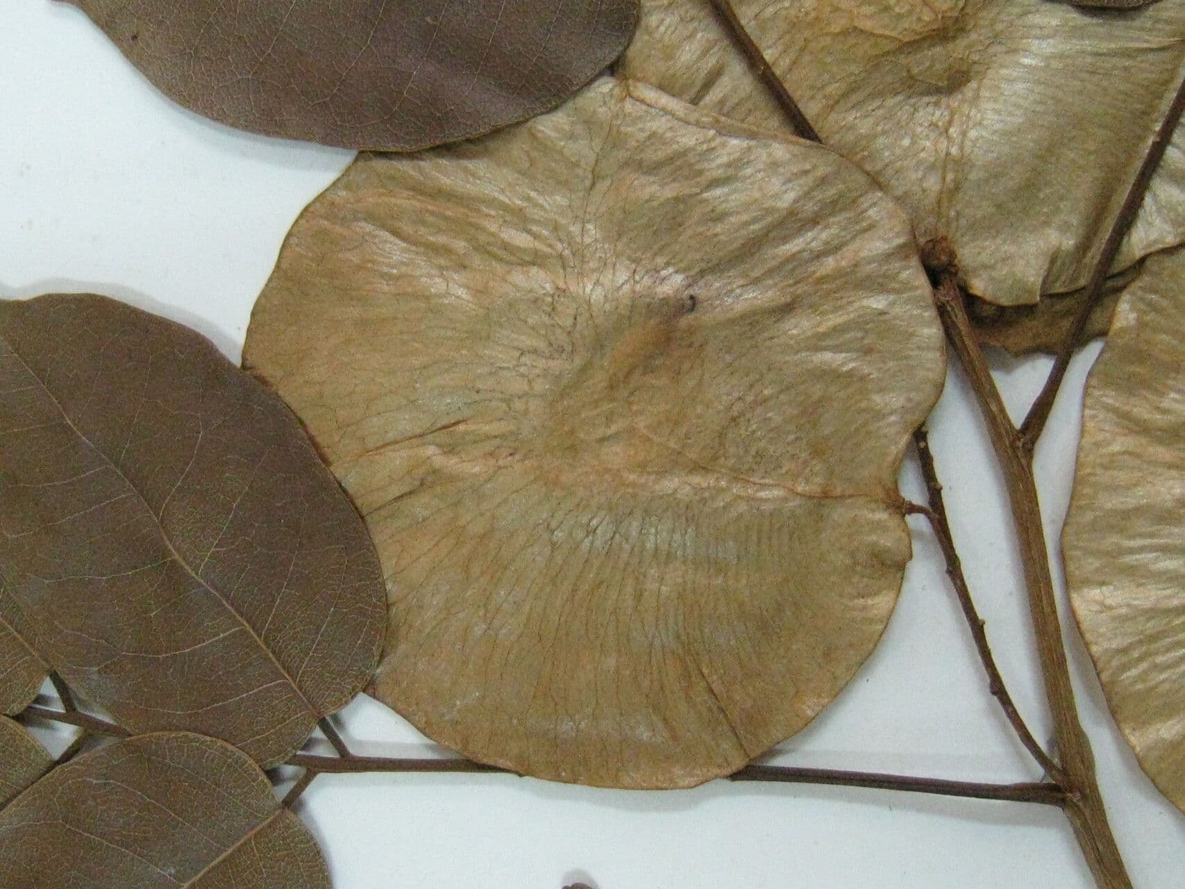 Pterocarpus 17