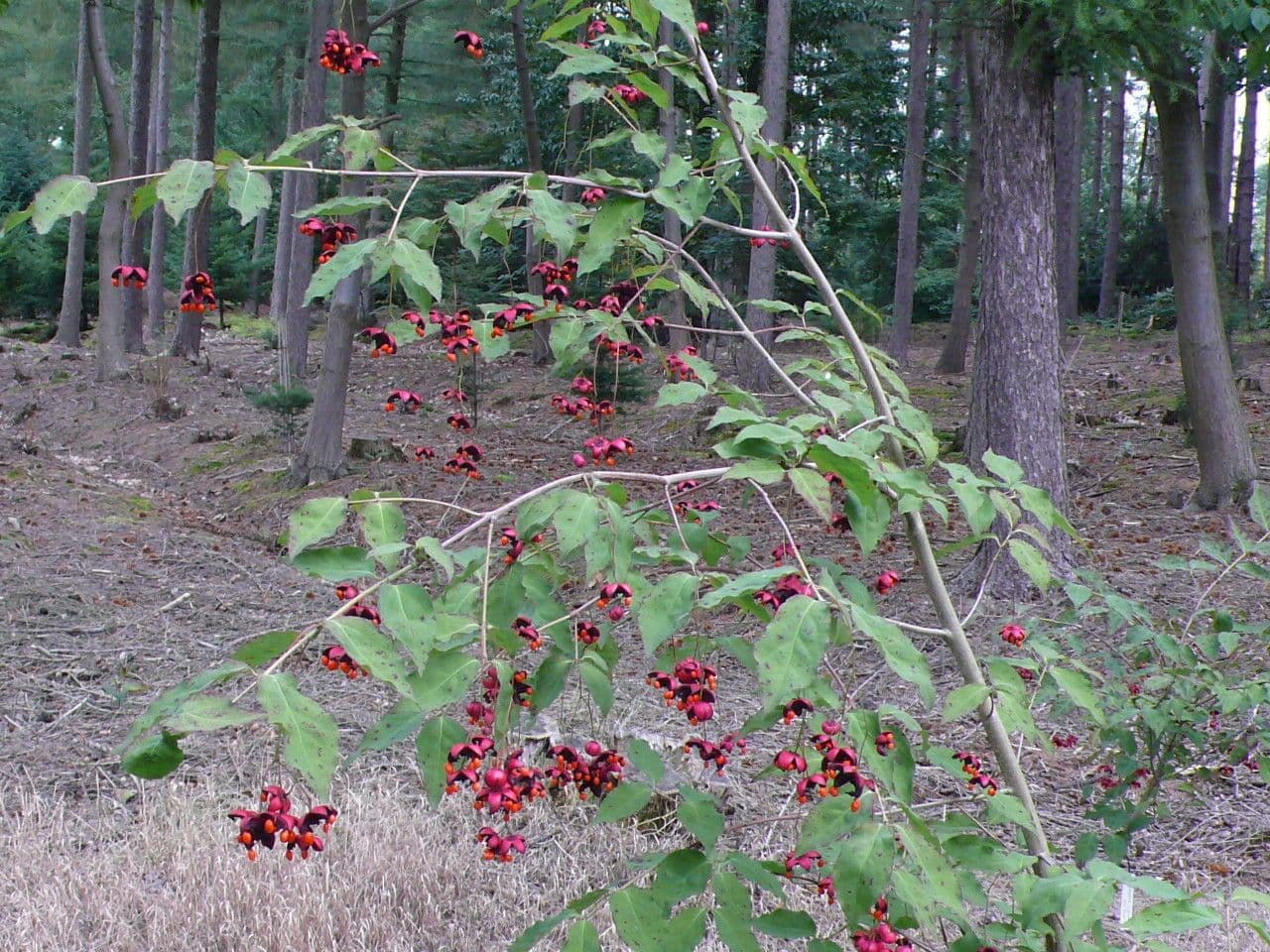 Euonymus oxyphyllus 9