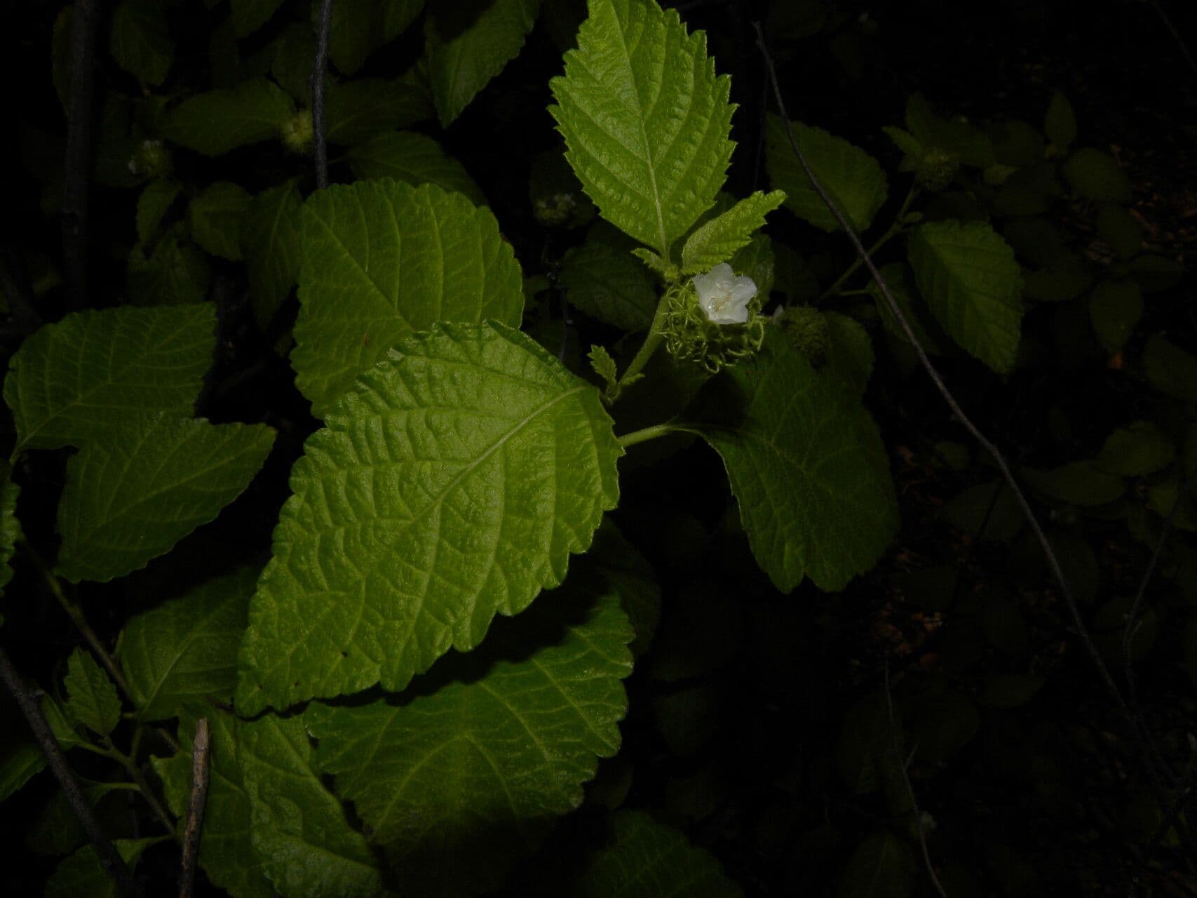 Varronia 5