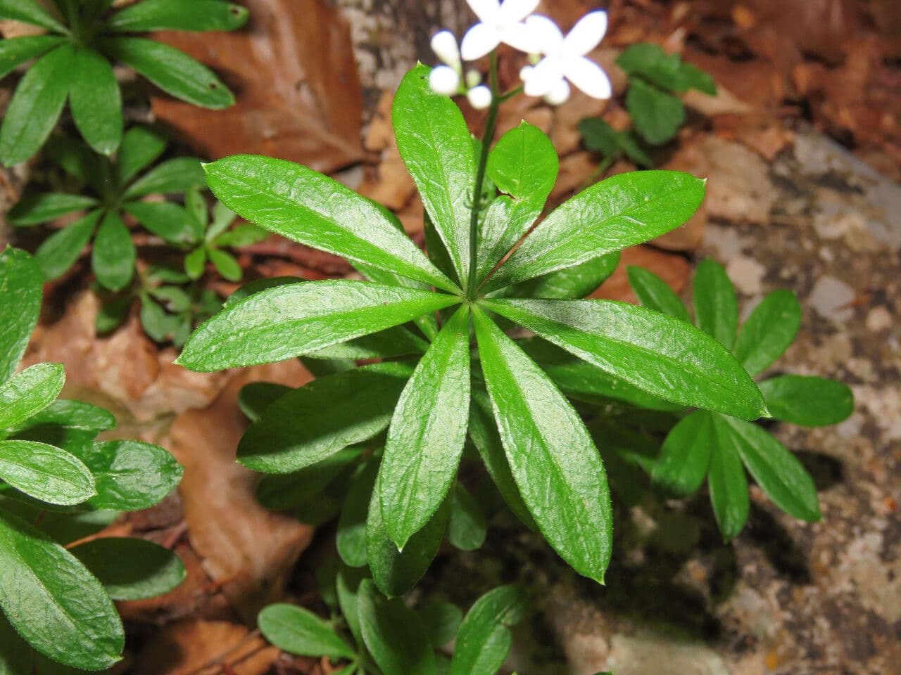 Stellina odorosa 18
