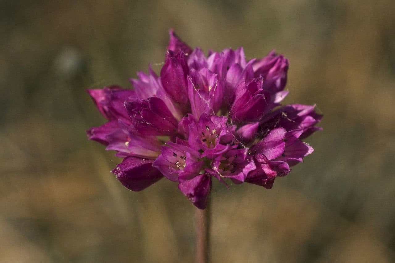 Säbelknoblauch 2