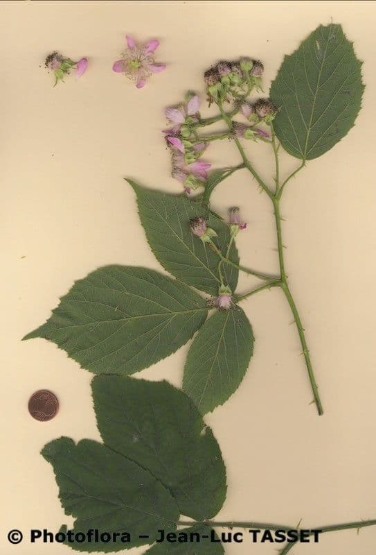 Brombeere 3