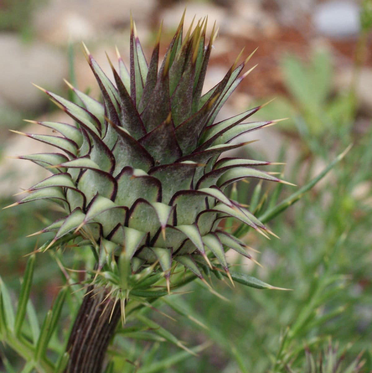 Cynara humilis 8