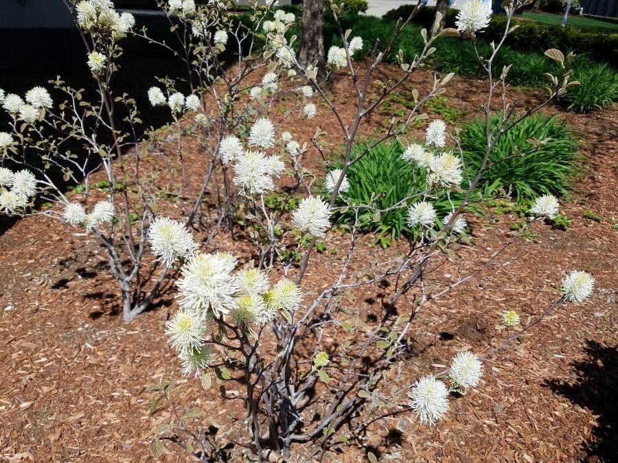 Fothergilla di Garden 12