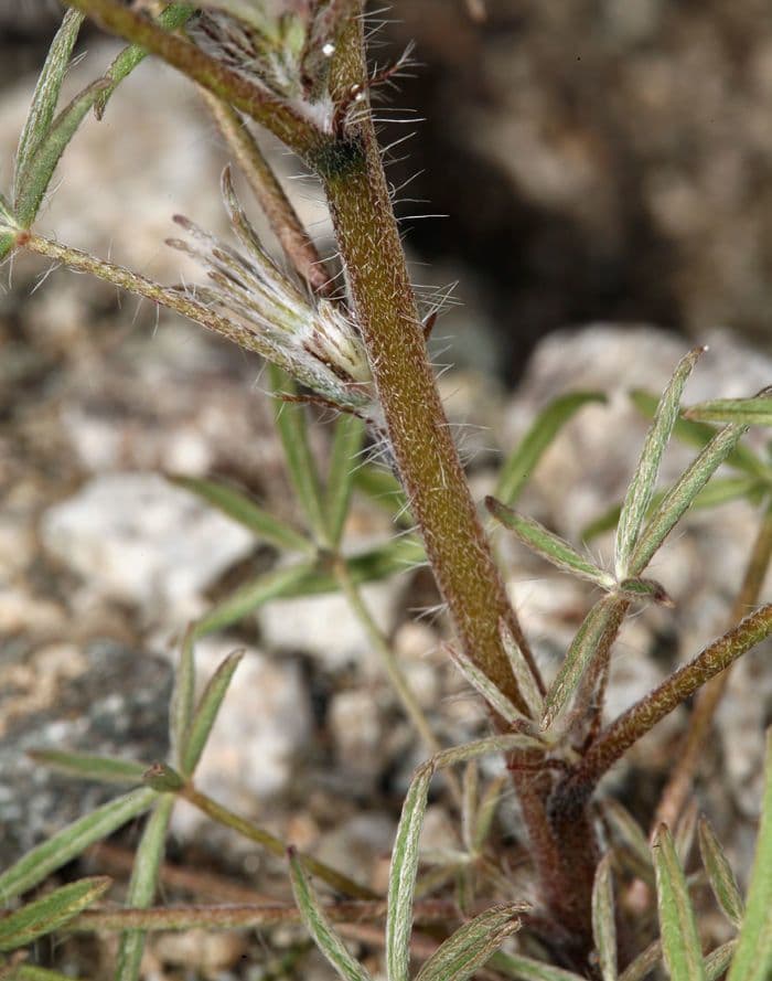 Łubin Coultera 18