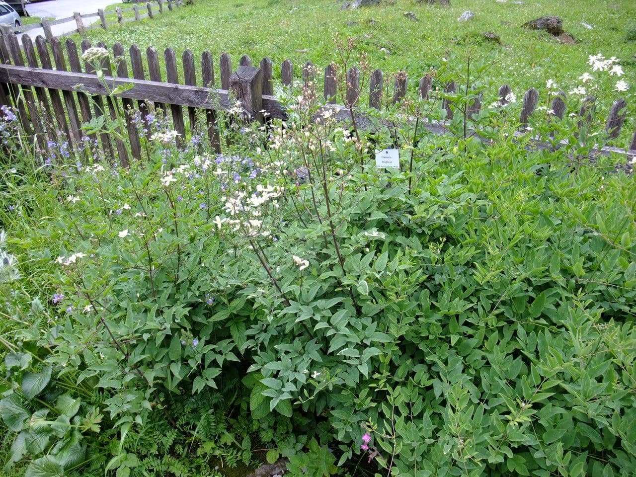 Clematis 9