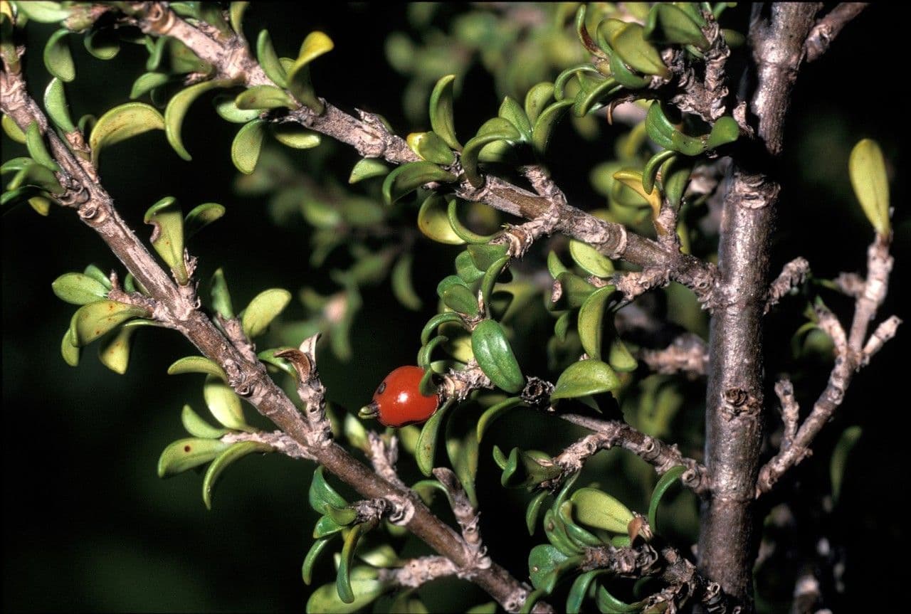 Coprosma pseudocuneata