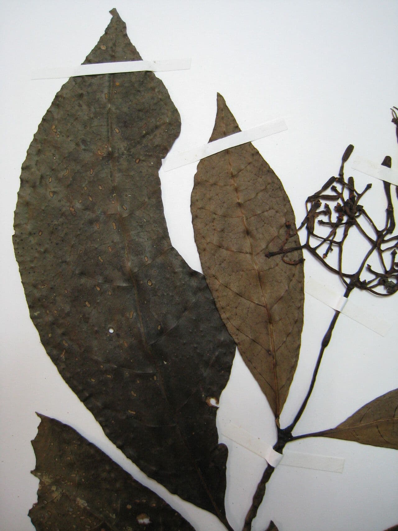 Palicourea