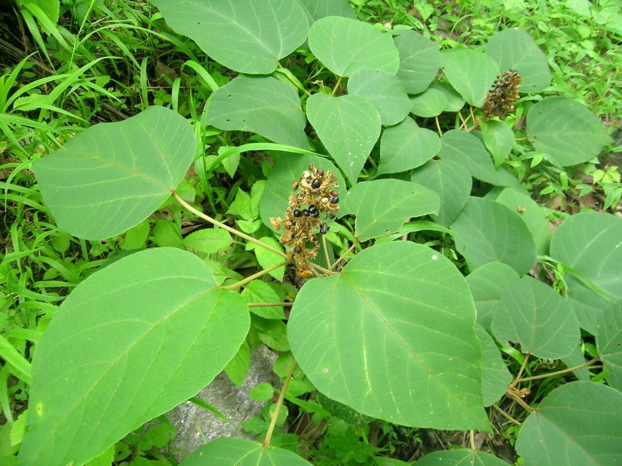 Mallotus 2