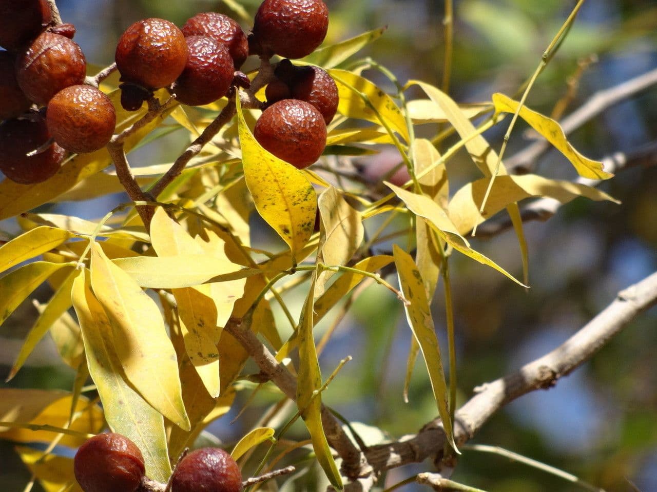 Seifenbaum 10
