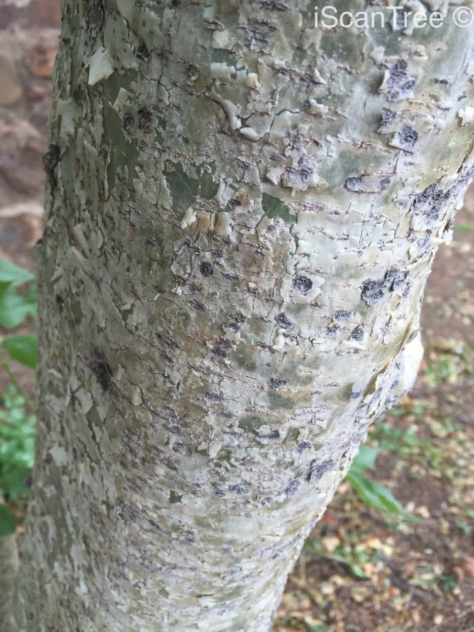 Steganotaenia araliacea 12