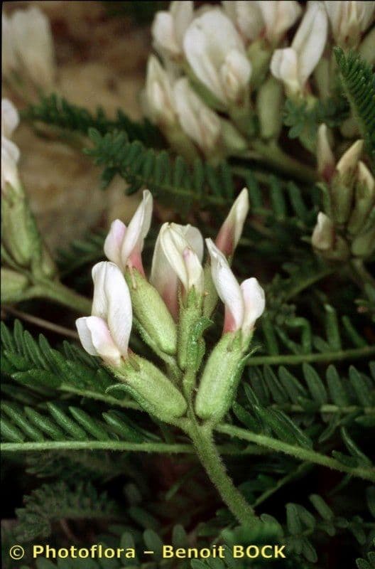 Oxytropis fetida 20