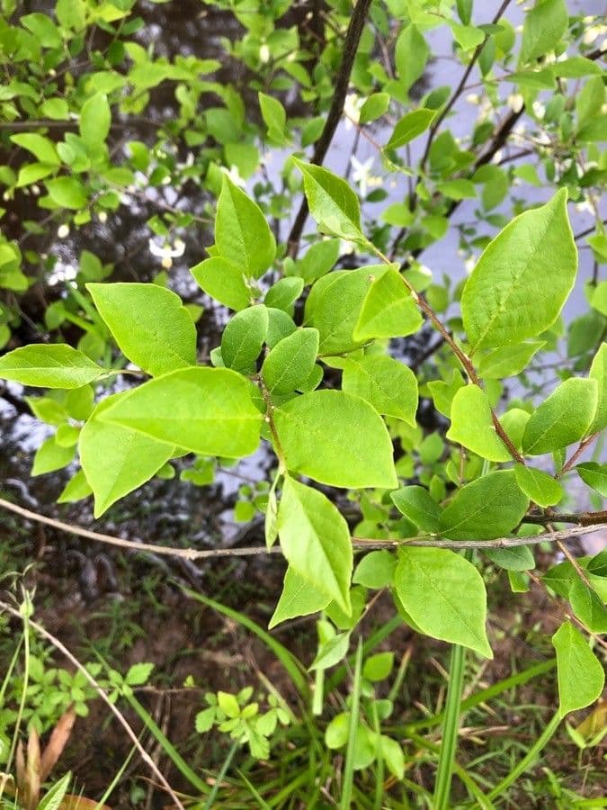 Styrax americký 11