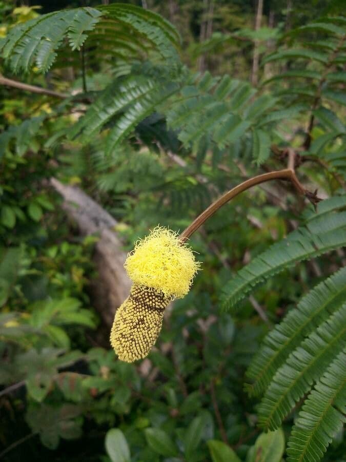 Parkia nitida 2