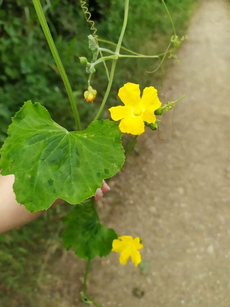 Luffa 6