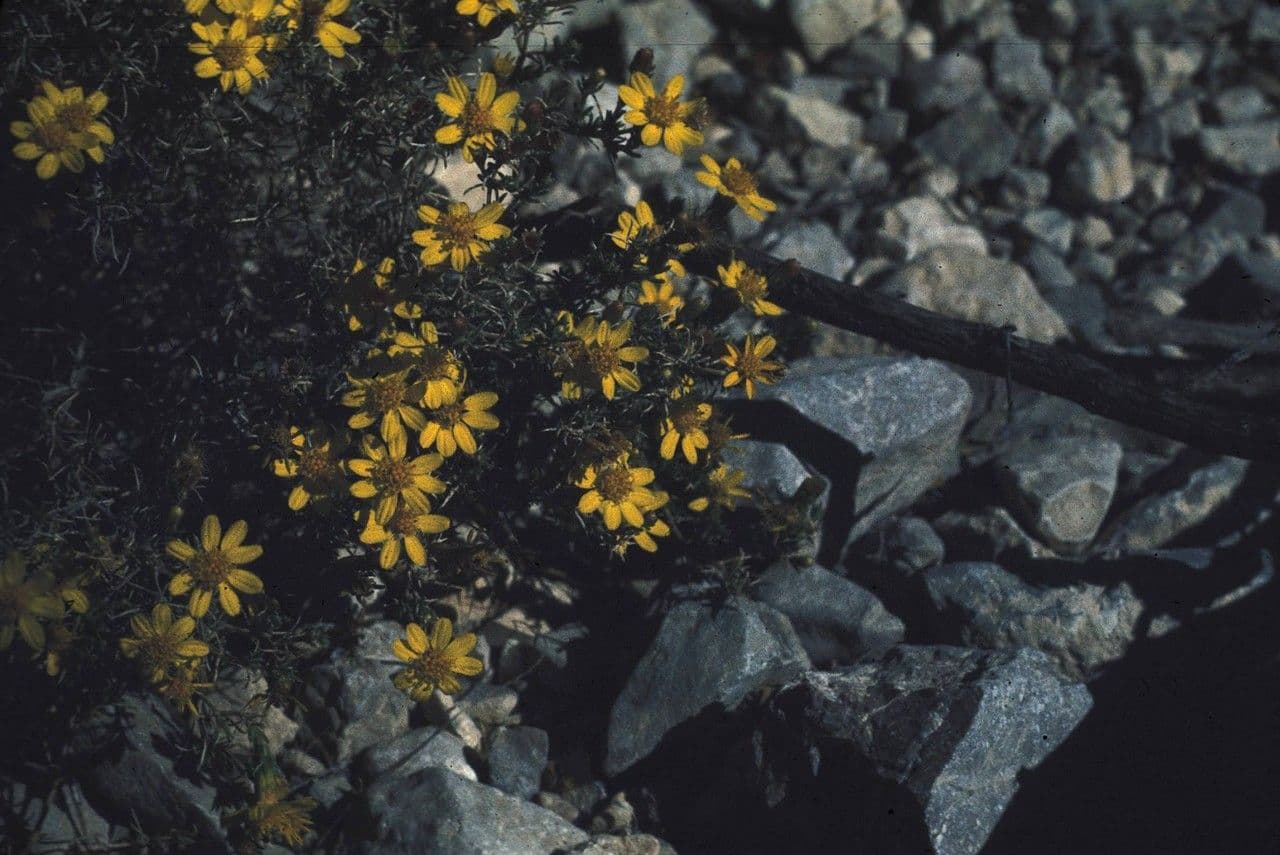 Tymofila 5
