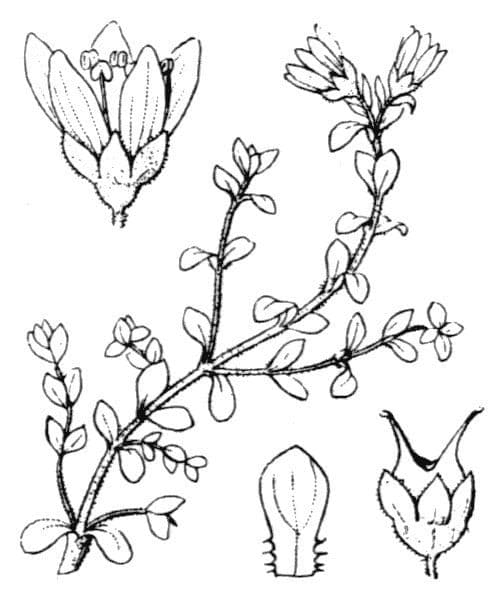 Sassifraga biflora 22