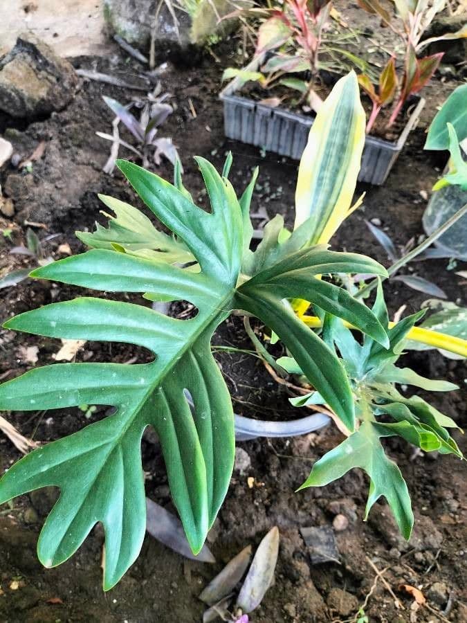 Philodendron 9