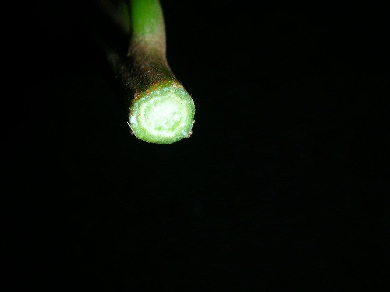 Canistel 23