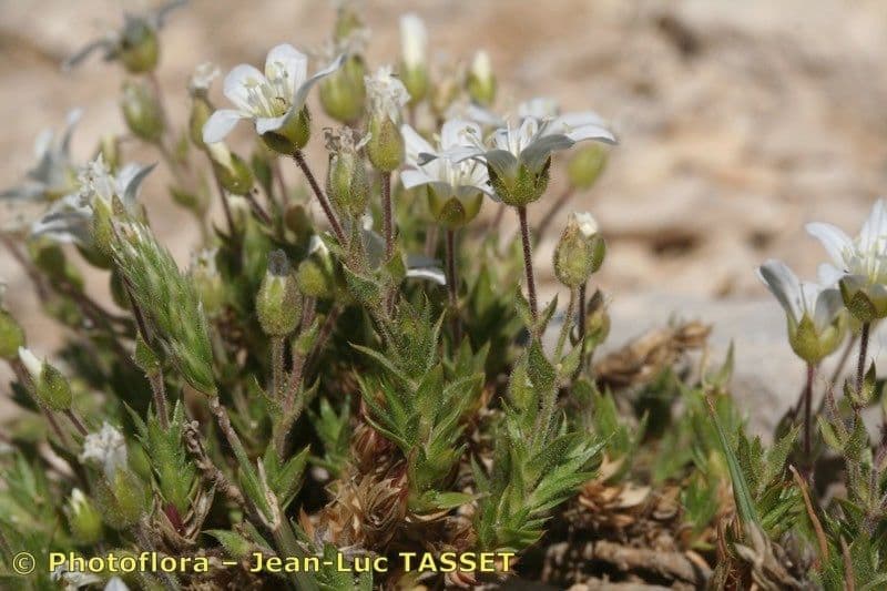 Arenaria grandiflora 17