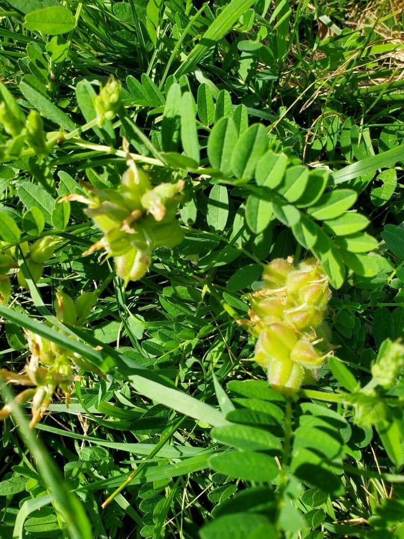Astragalo ceci 16