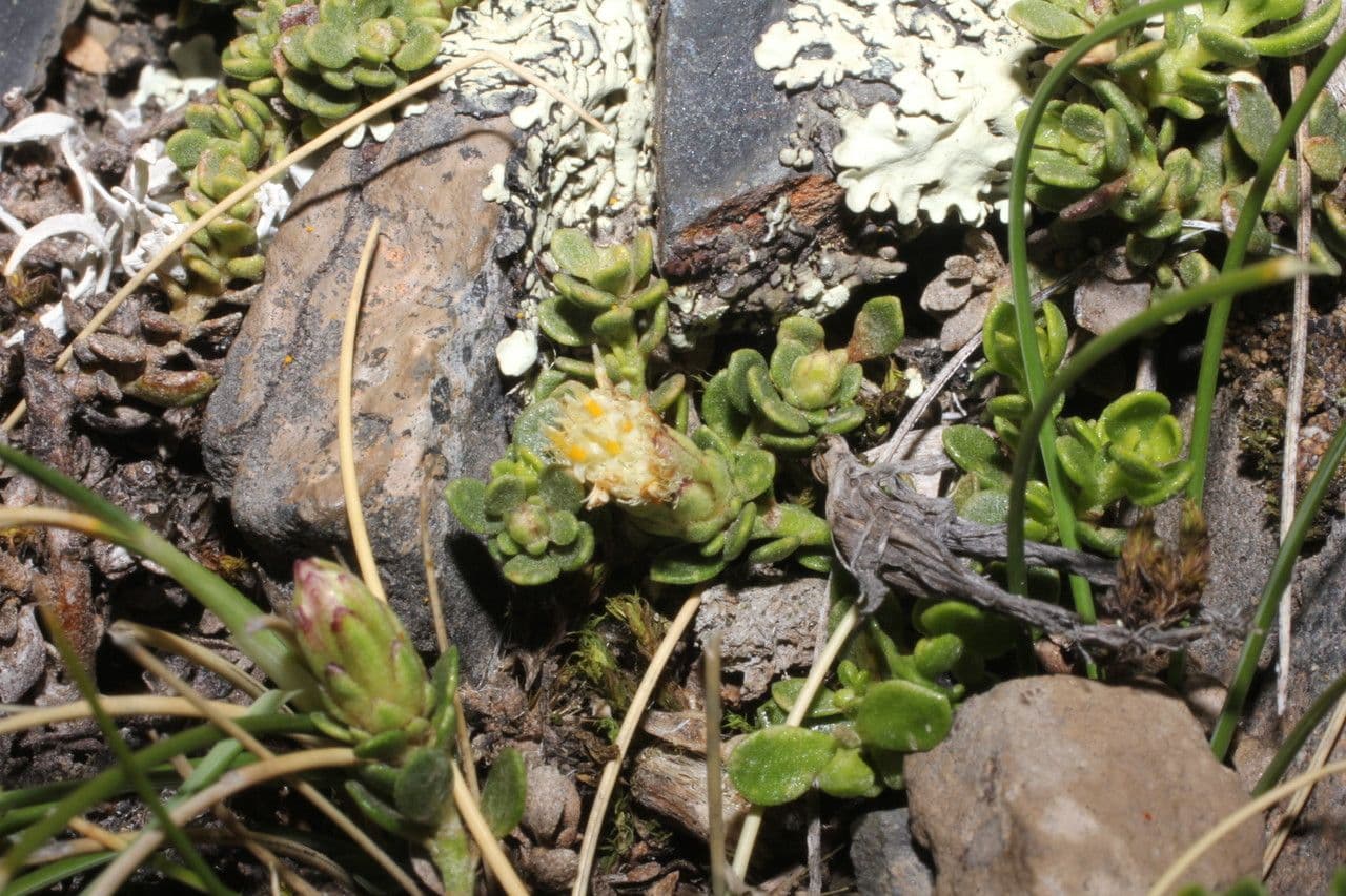 Baccharis 7