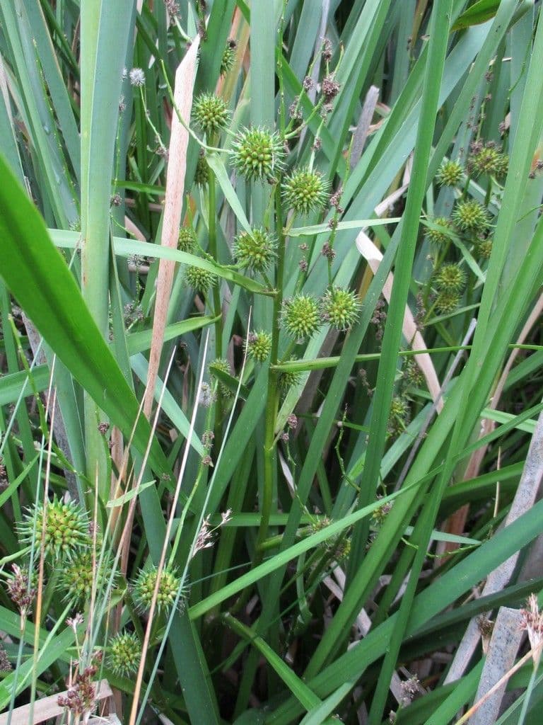 Platanaria 13
