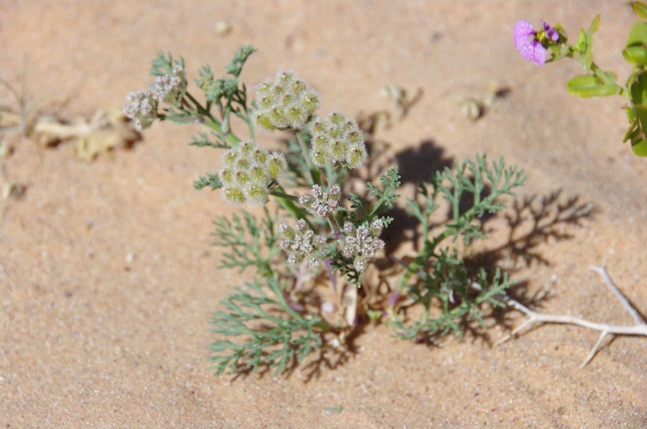 Ammodaucus 11